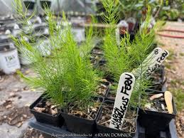 Image result for Asparagus suaveolens