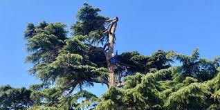 And also, you should change the name of your input file which specify the uids that you are going to use in your program, and the output will be a pruned node with new indexers. Tree Surgeon Gloucestershire Tree Surgery Five Valleys Arbor