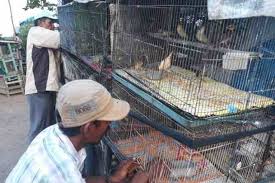 Burung ini di temukan di pulau canary pada abad ke 15, dan akhirnya pulau tersebut menjadi nama dari burung. Usaha Jual Burung Berkicau Tetap Menjanjikan Kumparan Com