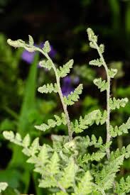 Image result for Cheilanthes