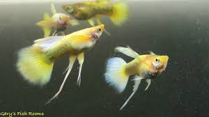 Appearance male guppies are smaller than female guppies but with larger flowing caudal or tail fins than the females. Longfin Dumbo 24k Full Gold Guppy From Gary S Fish Rooms Youtube