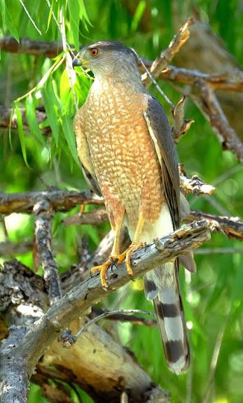 Cooper's Hawk — Santa Clara Valley Bird Alliance