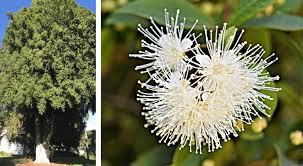 Image result for Eugenia malangensis