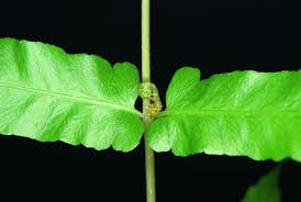 Image result for Ampelopteris prolifera