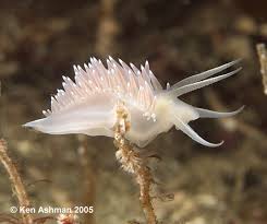 Image result for Belonophora