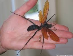 The Tarantula Hawk Is The Biggest Wasp In The World And Probably One Of The Most Painful Stings In The World Descri Tarantula Hawk Tarantula Hawk Wasp Insects