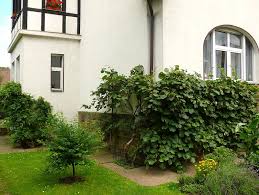 Die actindia kolomikta ist die zierlichste der drei auch bei uns als kletterpflanzen infrage kommenden. Die Kiwi Als Spalierobst Fur Haus Und Garten