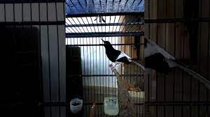 Mengenal lebih dekat seperti apa ciri khas burung kacer air suara pancingan kacer air meninting besar gacor cocok di jadikan burung kacer air maninting white crowned forktail youtube Kacer Air Meninting Besar Gacor Milik Om Budi Elektronik Wonosobo Part1 Youtube