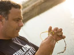 The rice of the sea: how a tiny grain could change the way humanity eats