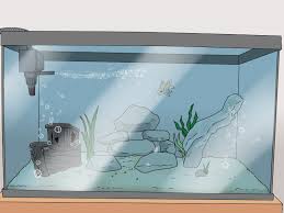 how to set up a healthy goldfish aquarium 15 steps