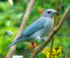 Resultado de imagem para PÃ¡ssaro ou Ã¡rvore