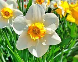 The carnation got its name the word coronation, as it was one of the flowers used in ceremonial crowns by the greeks. What S Your Birth Flower Birth Month Flowers Meanings The Old Farmer S Almanac
