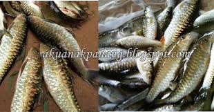 Mengharapkan untuk memperoleh barang yang diingini. Aku Anak Pahang Senarai Harga Ikan Sungai Pahang