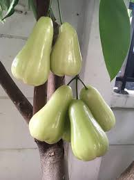 Selain mudah penanamannya dalam pot, bisa juga di tanam dengan media polybag. Hot Selling Pokok Jambu Madu Green Indonesia Boleh Berbuah Lebat Dalam Pasu Live Plant Homegarden Nawan Garden Official Website
