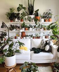A Little Jungle Space Plant Decor Indoor Plants Big Indoor Plants