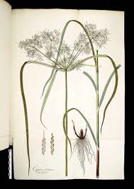 Image result for Cyperus distans