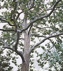 The sycamore is a grand, stately shade tree for a larger site. Sycamore Tree Britannica