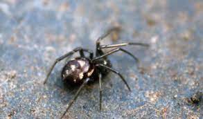 They will only harm you if they feel threatened. False Black Widow Spider Facts Bite Habitat Information