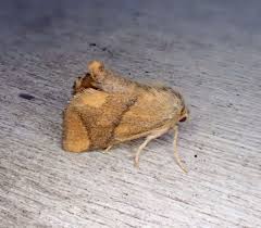 Image result for Apoda limacodes