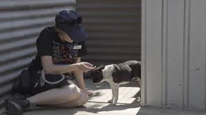 Rspca Qld Rspca Queensland Puppy Farm Raid Facebook