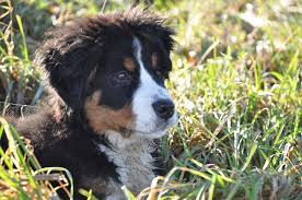 Kopek Bernese Dag Kopegi Buyuk Pixabay De Ucretsiz Fotograf