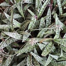 Image result for Ledebouria