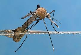 In the dormant stage during cold weather, she can generally go as long as six months without eating or drinking. Climate Genetics Can Affect How Long Virus Carrying Mosquitoes Live Fort Myers Florida Weekly