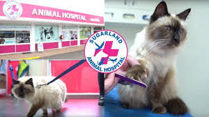 Learn more about sugar land animal services in sugar land, tx, and search the available pets they have up for adoption on petfinder. Sugarland Animal Hospital Accredited Cat Friendly Bundaberg Now
