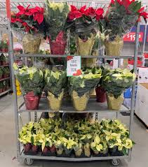 Maybe you would like to learn more about one of these? Ck Greenhouses On Twitter 2863 North Providence Ri Lowes Fully Stocked Ready For The Weekend Rhodeisland Letsdecorate Poinsettiaseason Holidaydecor Festiveflowers Poinsettias Ckgreenhouses Lowes Https T Co Sfpcu95aou