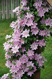 Others provide a brighter light or a diffused light with multiple bulb setups. Pin By Stefanie Rogers On My Garden Clematis Flower Garden Vines Beautiful Flowers