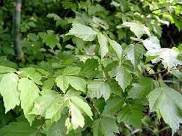 Box Elder Acer Negundo Is A Hardy Fast Growing Native Mississippi Tree Landscape Landscape Design Landscape Services