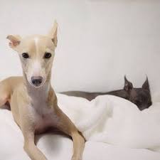 Check spelling or type a new query. Fawn Italian Greyhound