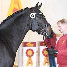 Maybe you would like to learn more about one of these? Quantensprung Sandro Hit By Quantensprung Sandro Hit Dsp Online Auktionen
