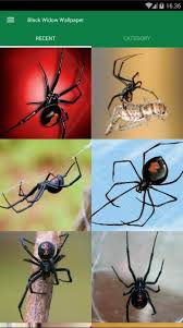 Spooky spider and web ceramic ornament | zazzle.com. Black Widow Animal Wallpaper For Android Apk Download
