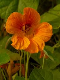 Image result for Tropaeolaceae