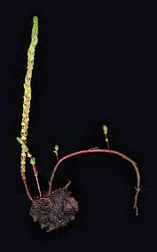 Image result for Rotala capensis