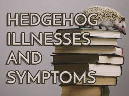 hedgehog illnesses and symptoms heavenly hedgies