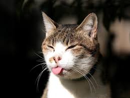 He Didnt Like The New Dry Cat Food Funny Cat Wallpaper Funny Cat Pictures Funny Cats