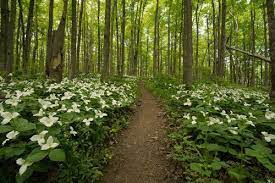 Maybe you would like to learn more about one of these? Pretty River Valley Provincial Park Ontario Kanada Beliebte Routen Alltrails