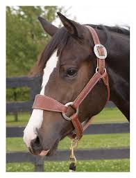 Rip Stacy Westfall'S Mare Whizrds Baby Doll *Roxy* | The Horse Forum