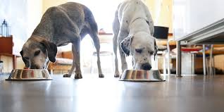 How to Feed Two Dogs at Once | Purina US