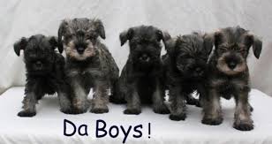 We are now located in the heart of the state of texas, near brownwood. Male Purebred Miniature Schnauzer Puppies For Sale In Lakeside California Classified Americanlisted Com
