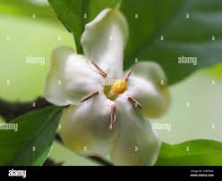 Image result for Catunaregam