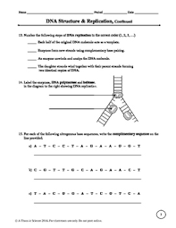 Dna looks like a ladder twisted into a shape known as a _____. Dna Replication Worksheet Dna And Replication Answer Key