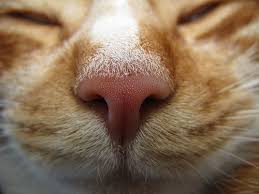 Similar vector logos to tesla. Now I See Where Elon Musk Got The Idea For The Tesla Logo Cat Nose Cats Cat Facts