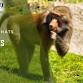 Baboons Chat event image