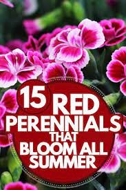 Check spelling or type a new query. 15 Red Perennials That Bloom All Summer Garden Tabs