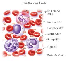 Blood Cancers Types And Treatment Options Ctca