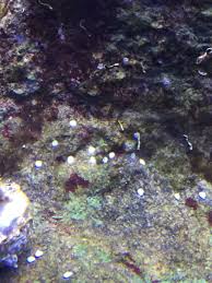 We did not find results for: Starting To Get White Dots On My Rocks Reef2reef Saltwater And Reef Aquarium Forum
