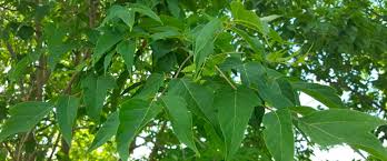 If the tree that you're trying to identify has a stipule, remember that to make spotting the plant in an identification guide easier. Intruder Identification Manitoba Maple Uts Tree Care